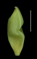 Carex jamesonii achene