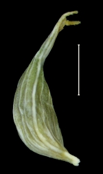Carex lapazensis utricle