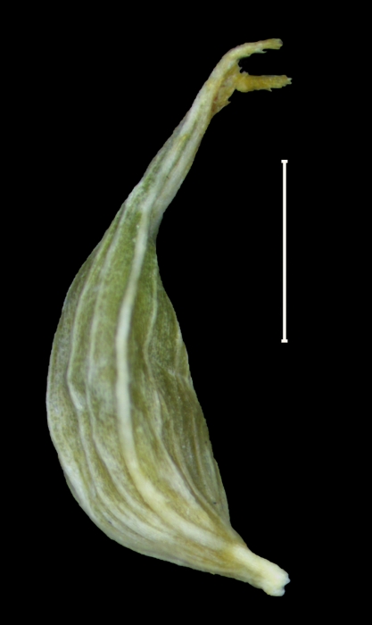 Carex lapazensis utricle