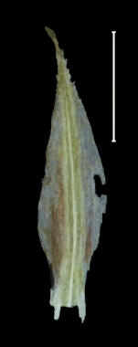 Carex lapazensis glume