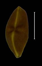 Carex lapazensis achene