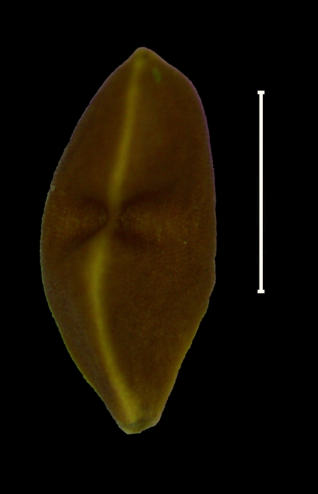 Carex lapazensis achene