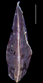 Carex lehmanniana glume