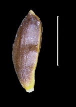 Carex lehmanniana achene