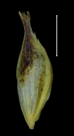 Carex melanosperma utricle