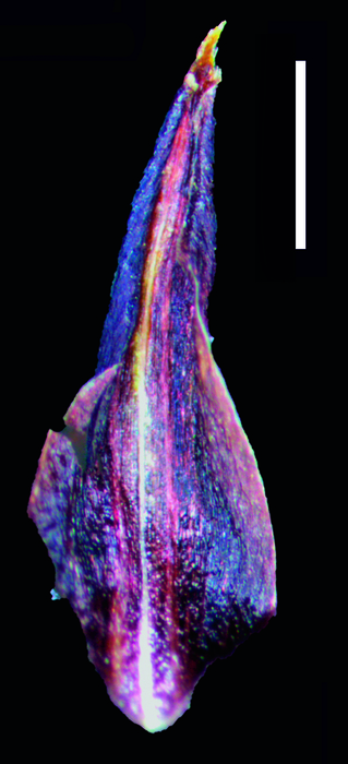 Carex melanosperma glume