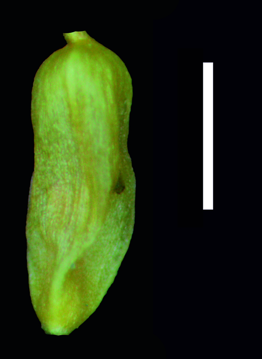 Carex melanosperma achene