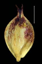 Carex orothanatica glume