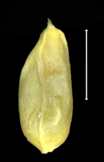 Carex orothanatica achene