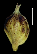 Carex perprava utricle