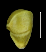 Carex perprava achene