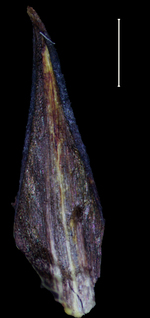 Carex perprava glume