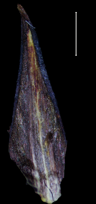 Carex perprava glume