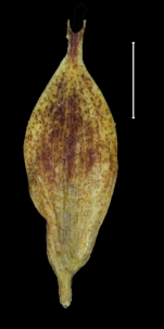 Carex pichinchensis utricle