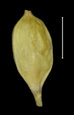 Carex pichinchensis achene
