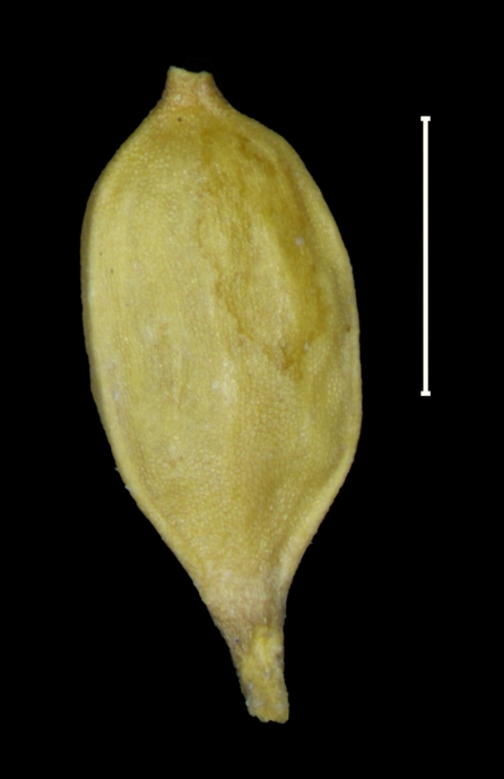 Carex pichinchensis achene