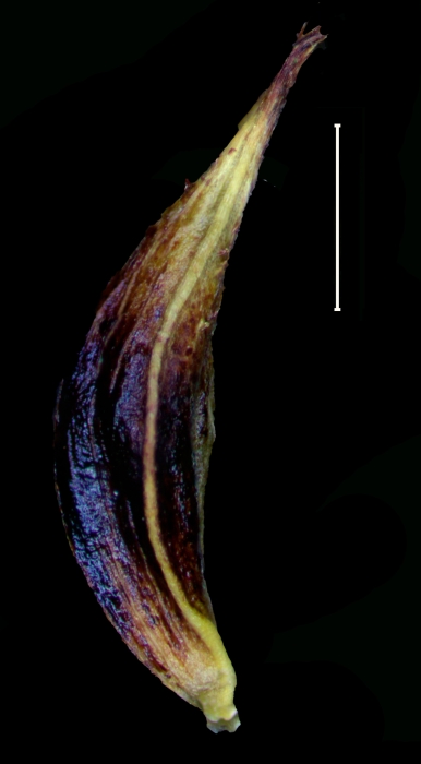 Carex siguanabae utricle