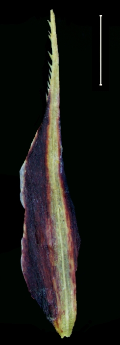 Carex siguanabae glume