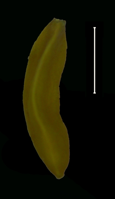 Carex siguanabae achene