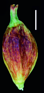 Carex spilocarpa utricle