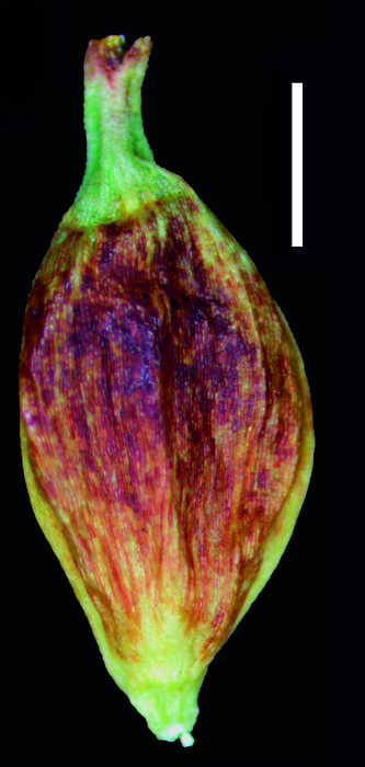 Carex spilocarpa utricle