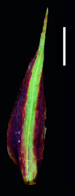 Carex spilocarpa glume