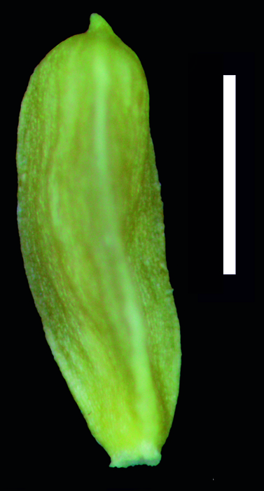 Carex spilocarpa achene