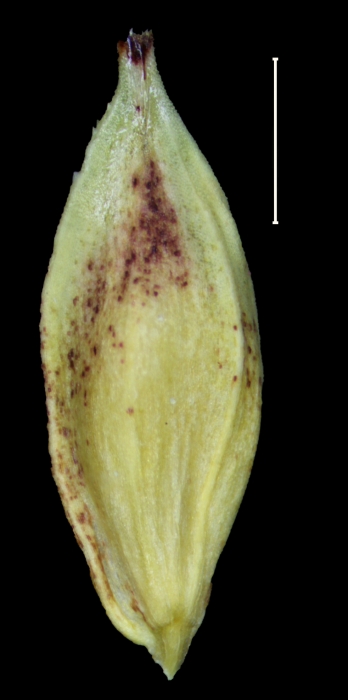 Carex tojquianensis utricle