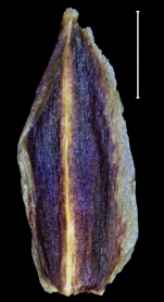 Carex tojquianensis glume