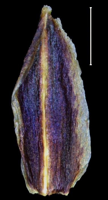 Carex tojquianensis glume