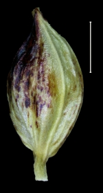 Carex tuberculata utricle