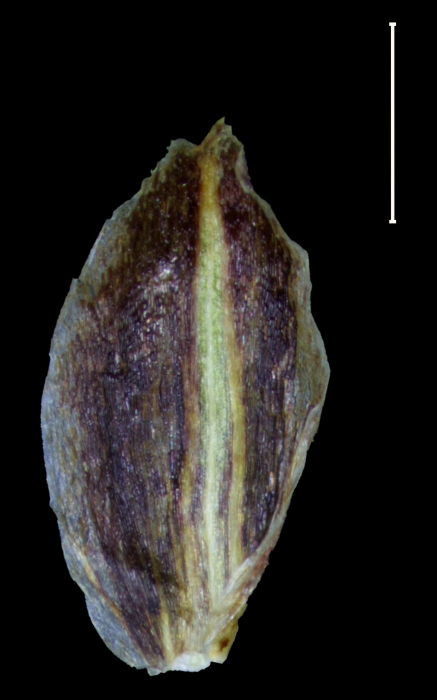 Carex tuberculata glume