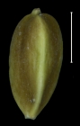 Carex tuberculata achene
