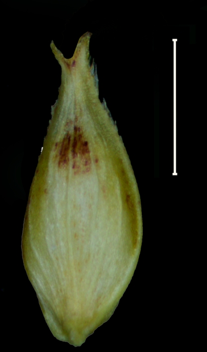 Carex via-aquae utricle