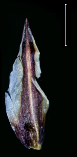 Carex via-aquae glume