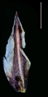 Carex via-aquae glume