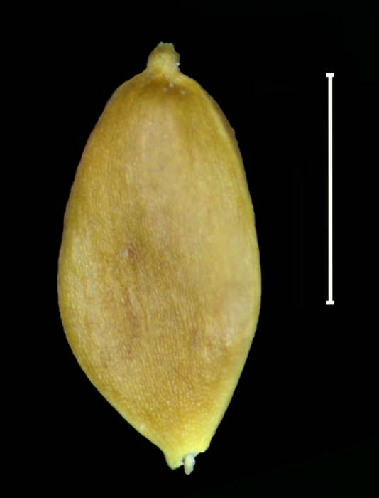 Carex via-aquae achene