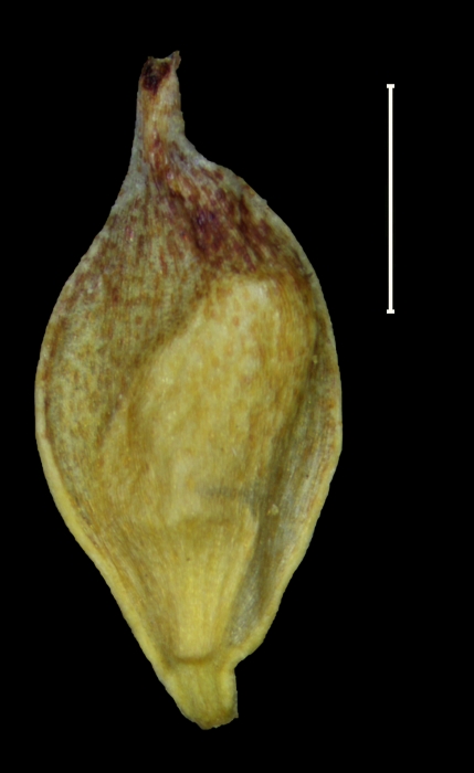 Carex fecunda utricle