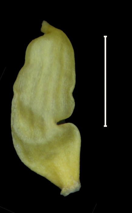 Carex fecunda achene