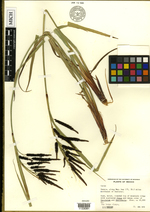 Carex artoriasii HOLO