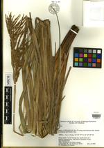 Carex aureochiapensis HOLO