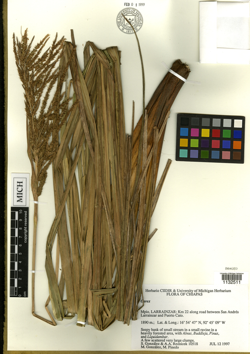 Carex aureochiapensis HOLO