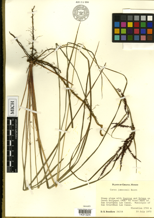 Carex breedlovei HOLO