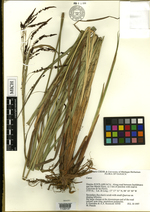 Carex catrina HOLO