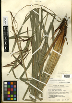 Carex comolaflor HOLO