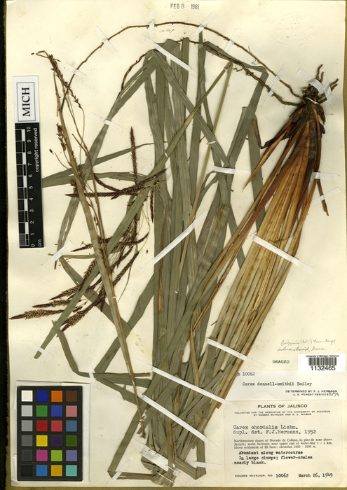 Carex comolaflor HOLO