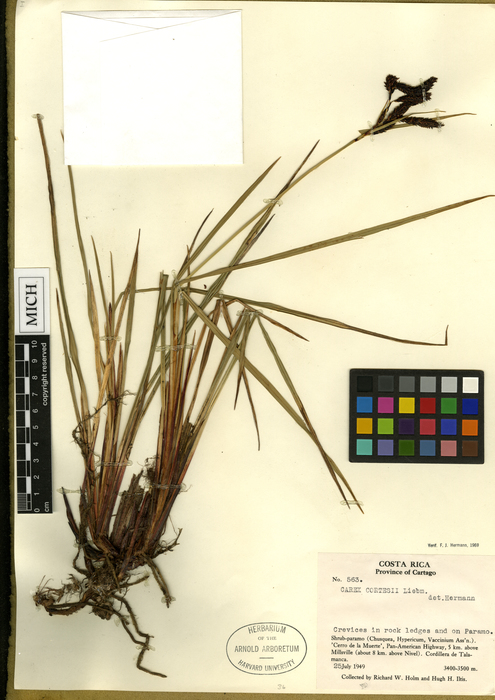 Carex orothanatica HOLO