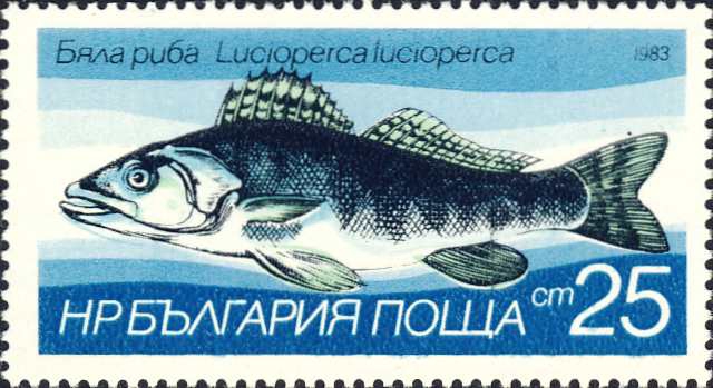 Lucioperca lucioperca Lucioperca lucioperca