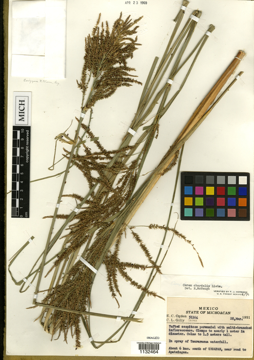 Carex purepecha HOLO