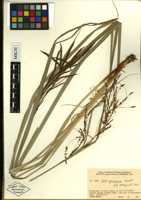 Carex tepuyana HOLO